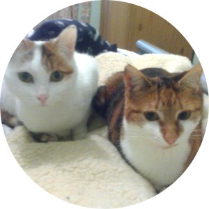 Karen's cats, Portia and Pebbles, waiting for dinner!